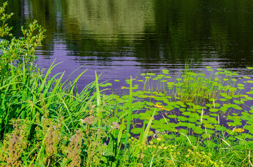 lake in summer forest with green three 