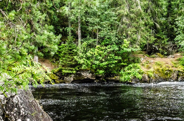 lake in a coniferous forest in summer in karelia