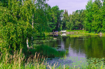 lake in summer forest with green three 