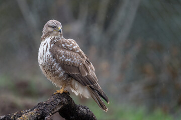 Şahin -  Common Buzzard 