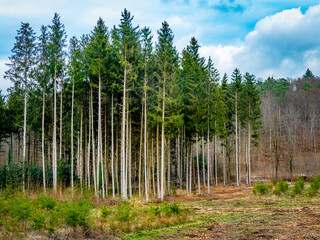 Wiederaufforstung nach Kahlschlag im Mischwald