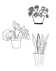 Hand-drawn tropical leaves and plants illustration. Perfect for botanical designs, backgrounds, and decorative elements.