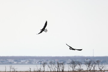 eagle japan