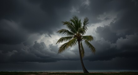 Lone palm tree silhouetted against a dramatic stormy sky conveying tension and anticipation of an approaching storm near the ocean