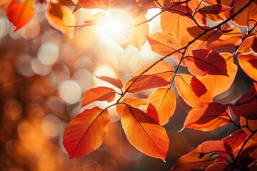 A close-up shot of sunbeams filtering through a canopy of vibrant orange and red leaves during autumn, Sunlight filtering through a canopy of orange and red leaves