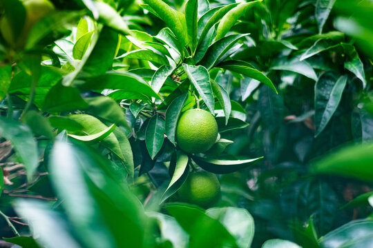 Zielona limonka, drzewo limonki z zielonymi liśćmi, cytrusy