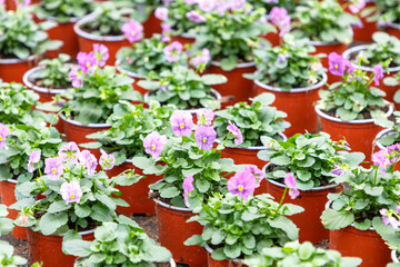 Spring flowers pattern  muscari, hyacinth, pansies 