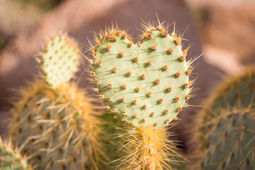 close up of cactus heart shaped © Jessica