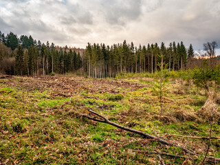 Wiederaufforstung nach Kahlschlag im Mischwald