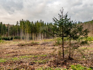 Wiederaufforstung nach Kahlschlag im Mischwald