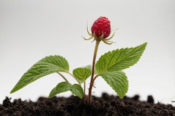 Raspberry plant grows in rich soil with ripe fruit