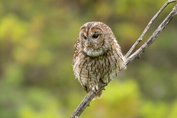 Alaca baykuş -  Tawny Owl