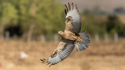 Kızıl Şahin - Long- Legget Buzzard