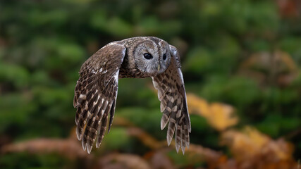 Alaca baykuş -  Tawny Owl