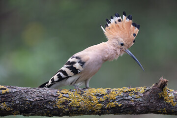 İbibik - Eurasian Hoopoe