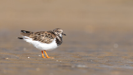 Taşçeviren - Ruddy Turnstone