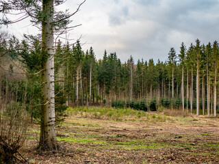 Wiederaufforstung nach Kahlschlag im Mischwald