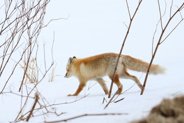 red fox