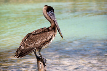 The brown pelican (Pelecanus occidentalis) 