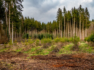 Wiederaufforstung nach Kahlschlag im Mischwald