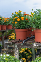 Rows of orange marigolds in plastic pots at an outdoor plant nursery. Great for agricultural ads, gardening magazines, eco-themed designs, and floriculture visuals.