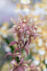 Light pink Cymbidium orchids growing in a greenhouse. A hybrid variety cultivated for ornamental use and floral arrangements. Ideal for plantations, gardening, and exotic flower displays.