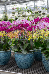 Orchid plants with vibrant blooms in traditional blue ceramic pots, set in a greenhouse. Great for floral-themed designs, packaging, interior decor, and botanical illustrations.