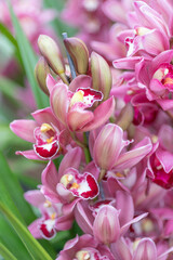 Obraz premium Amid lush foliage, a deep pink Cymbidium orchid stands out, inspiring gardeners, florists, and designers looking for natural beauty in floral arrangements and botanical projects.