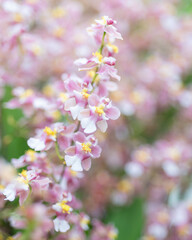 Close-up of deep pink Oncidium orchids in full bloom, ideal for botanical projects, floral design, and orchid-themed collections.
