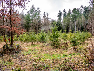 Wiederaufforstung nach Kahlschlag im Mischwald