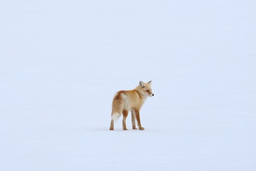 Fototapeta premium red fox
