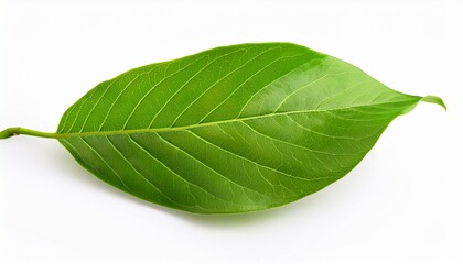 Green Tree Leaves and Branches: Isolated Foliage on White Background
