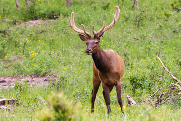 elk in the grass with fuzzy antlers
