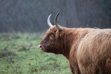 Scottish Highland Cattle
