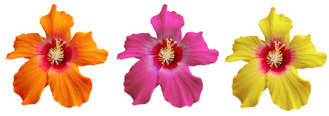 Orange, pink and yellow hibiscus flowers isolated on transparent background for tropical and...
