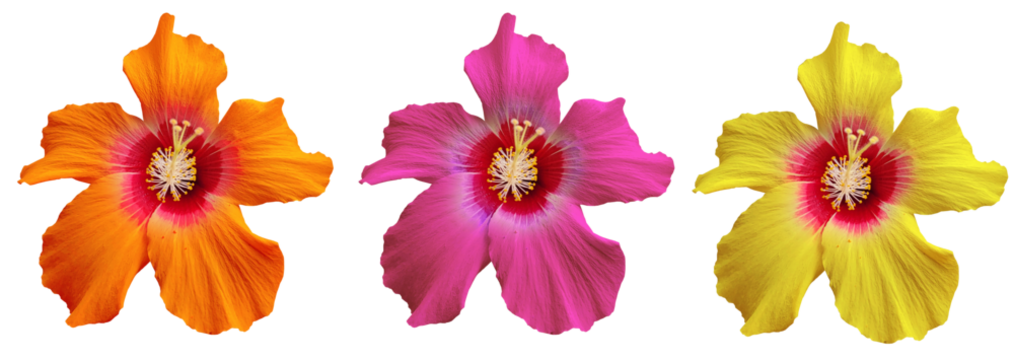 Orange, pink and yellow hibiscus flowers isolated on transparent background for tropical and vacation design