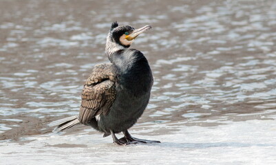 great blue heron ardea cinerea