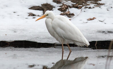 great white heron