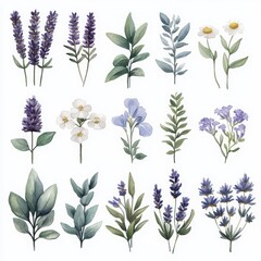 watercolor illustration of lavender and various botanical elements. The collection includes flowers and leaves, perfect for designs