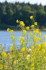 Fototapeta premium Mustard flowers