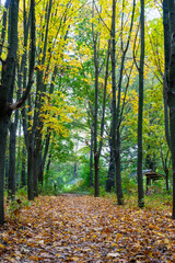 Fall foliage along a peaceful forest path in autumn
