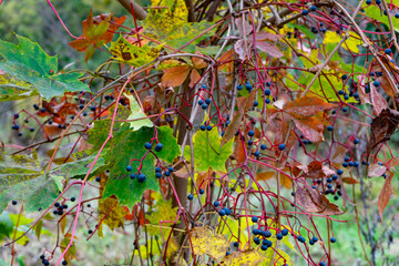 Colorful leaves and ripe berries adorn the autumn landscape