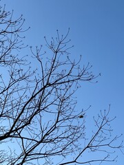 枝と空と春の鳥