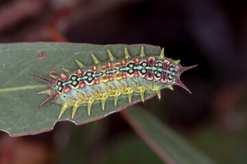 Four-spotted Cup MothDoratifera quadriguttata