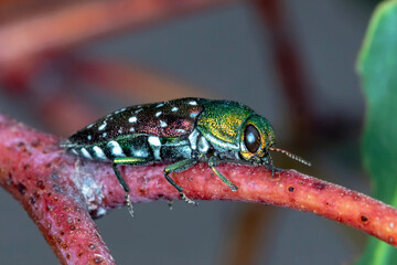 Diphucrania leucosticta - Sharp Focus Jewel Beetle Macro