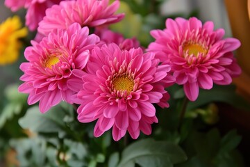 Fototapeta premium Beautiful pink chrysanthemum flowers blooming in garden