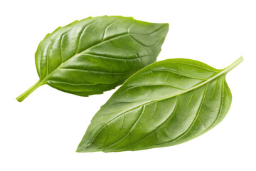 Basil leaves spice closeup, isolated on white background
