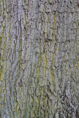 Close up of oak tree bark covered in yellow lichen