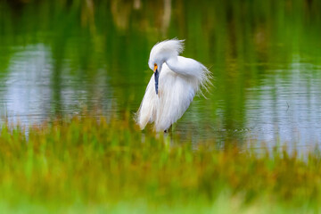 A Snowy Egret in a colorful green pond grooming in shallow waters close to the reeds and wild grasses.	