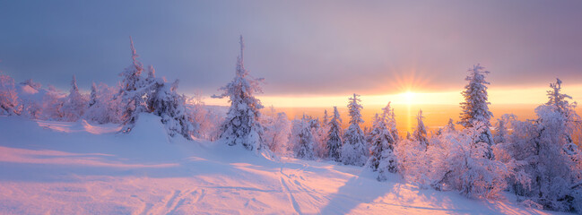 Lapland, Finland. Winter landscape during sunset. North. Trees covered with snow. Winter wonderland. Panoramic landscape. Photo for background, wallpaper, postcards.